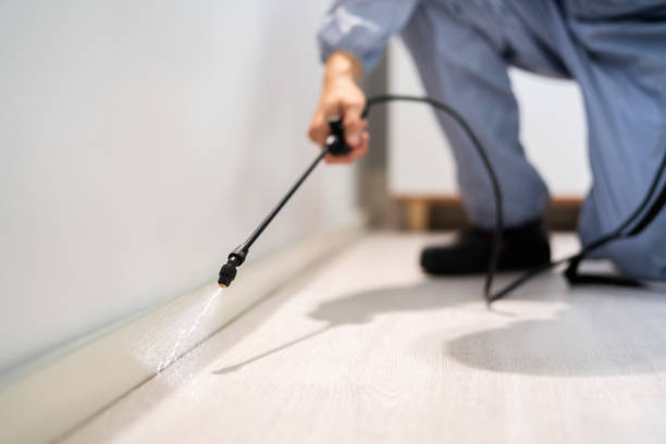 Licensed Wasp Removal service in Chatham, IL - Show Me Pest Control