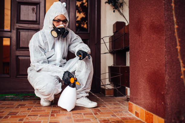 Reliable Wasp Removal contractor in Chatham, IL by Show Me Pest Control